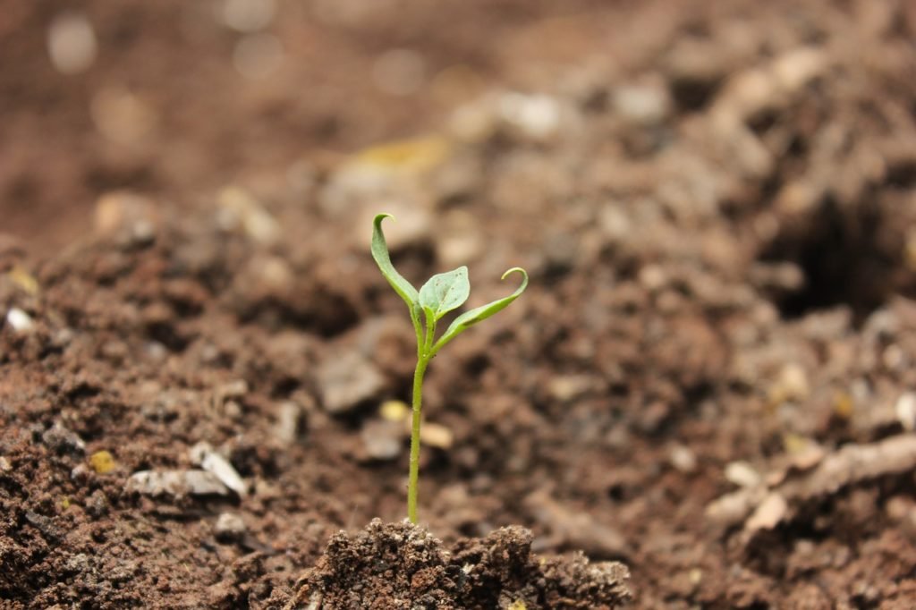 soil, ball-shaped, little